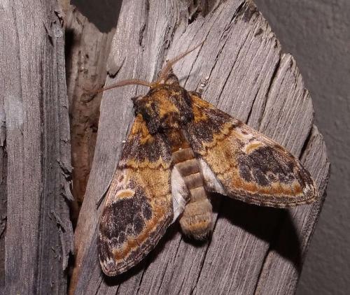 Notodonta tritophus