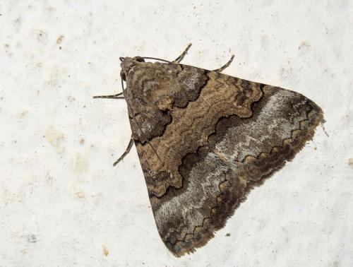 Achaea sp.
