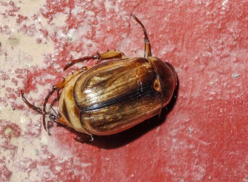 Anomala sp.