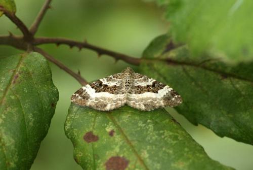 Epirrhoe alternata