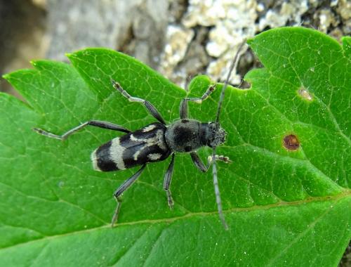 Réf. 103 997 : Chlorophorus figuratus