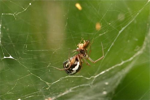 Réf. 103 359 : Frontinellina frutetorum