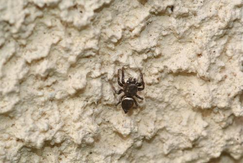 Heliophanus kochii
