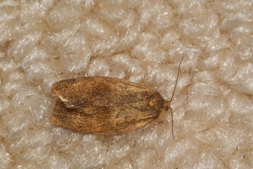 Réf. 103 423 : Ptycholoma lecheana