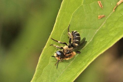 Osmia spinulosa