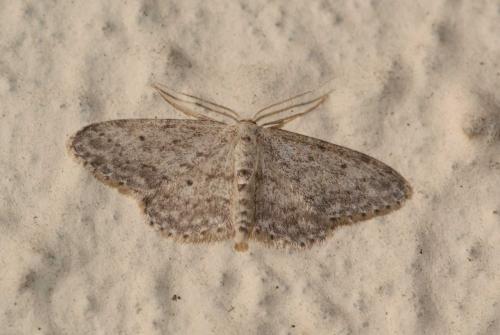 Réf. 103 588 : Idaea seriata