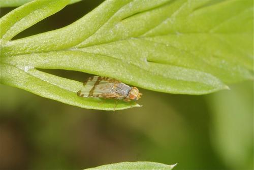 Sphenella marginata