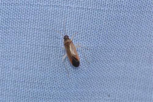 Phylus coryli