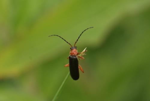 Réf. 103 798 : Cantharis flavilabris