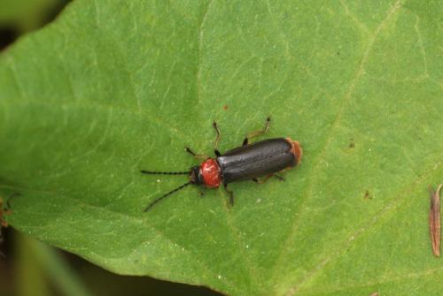 Réf. 103 853 : Silis ruficollis