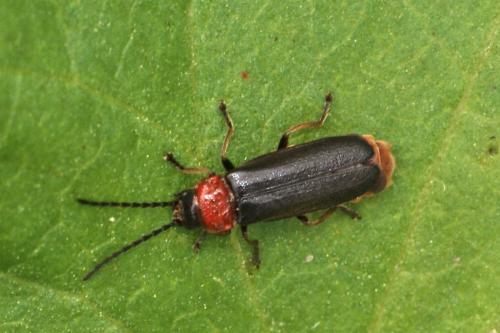 Silis ruficollis