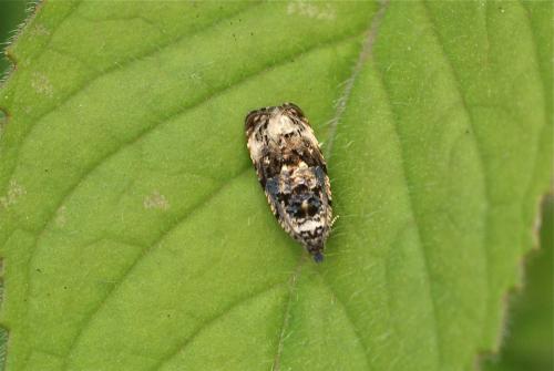 Endothenia sp.