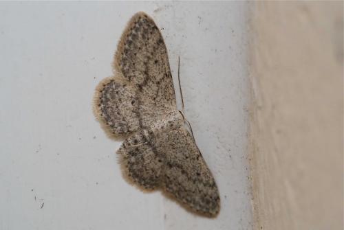 Idaea seriata