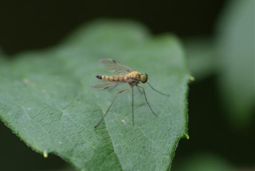 Chrysopilus asiliformis