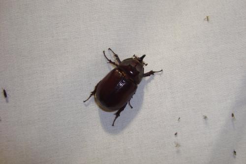 Oryctes nasicornis