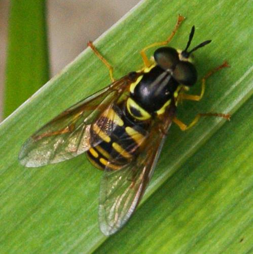 Chrysotoxum sp.