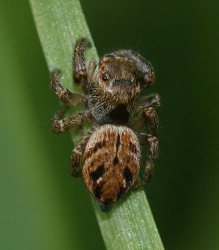 Evarcha arcuata