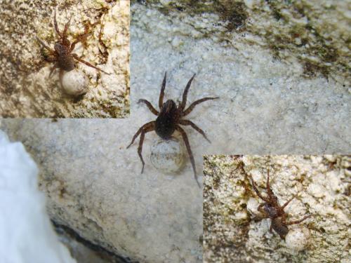 Trochosa sp.