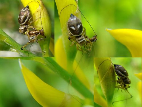 Heliophanus tribulosus