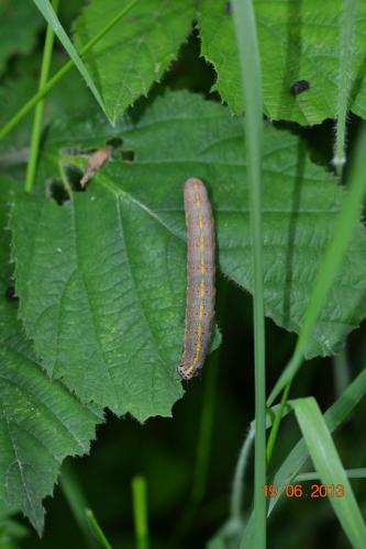 Orthosia miniosa