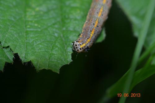 Réf. 103 375 : Orthosia miniosa