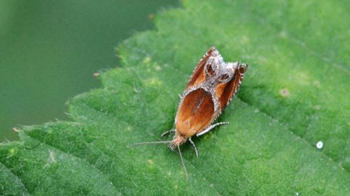 Ancylis obtusana