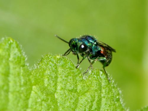 Pseudomalus auratus