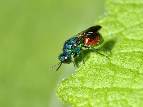 Pseudomalus auratus