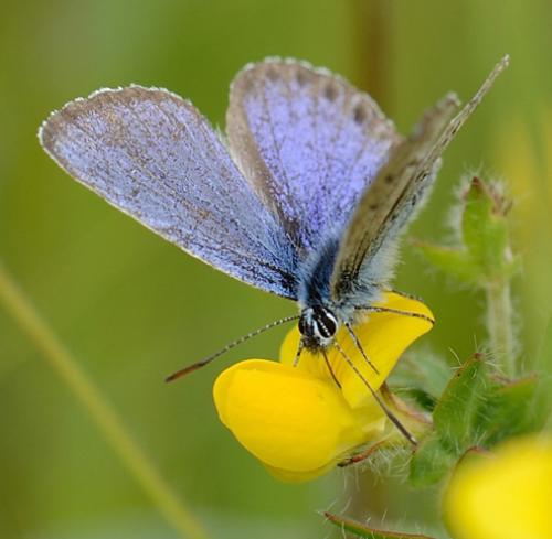 Réf. 103 111 : Plebejus sp.