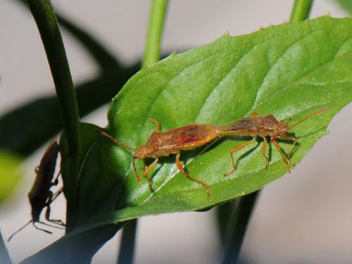 Réf. 103 015 : Rhopalus maculatus