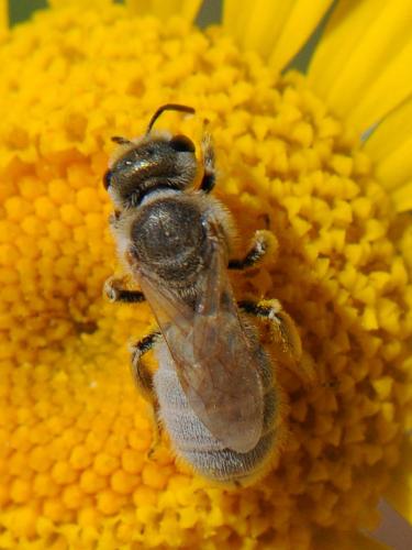 Réf. 103 293 : Seladonia pollinosa