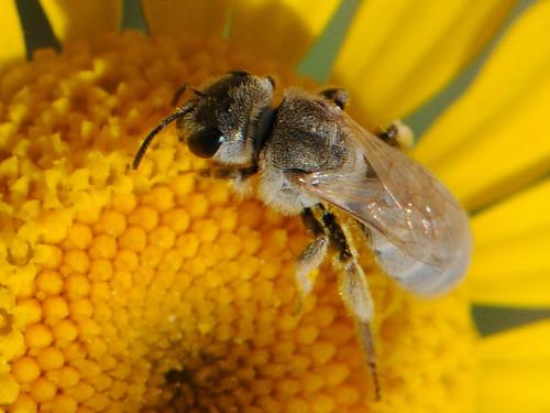 Réf. 103 294 : Seladonia pollinosa