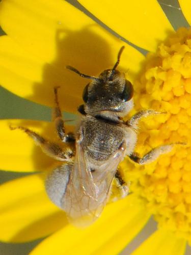 Seladonia pollinosa