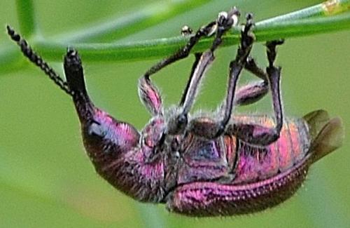 Rhynchites sp.