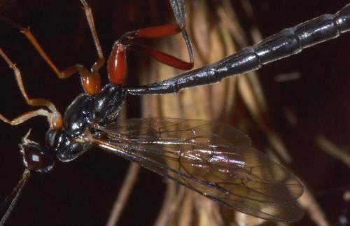 Réf. 103 280 : Poemeniinae inconnu