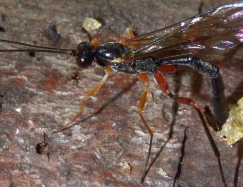 Poemeniinae