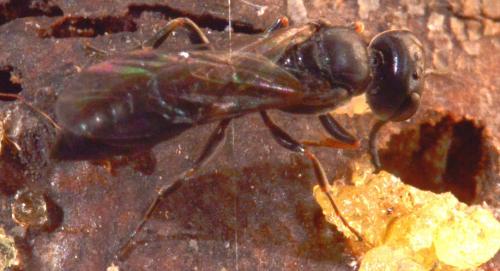 Passaloecus sp.