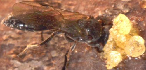 Réf. 103 945 : Passaloecus sp.