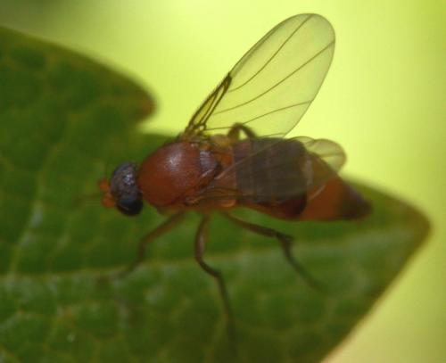 Phalacrotophora sp.