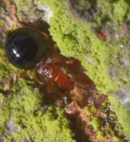 Réf. 103 535 : Loricula elegantula