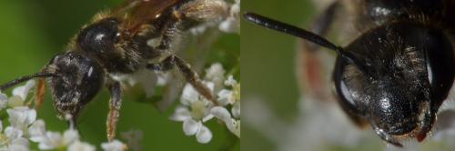 Réf. 103 594 : Andrena chrysosceles
