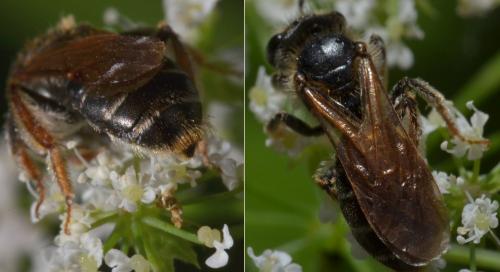 Réf. 103 595 : Andrena chrysosceles