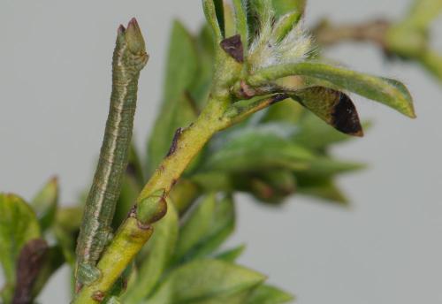 Pseudoterpna pruinata