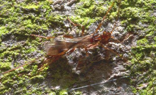 Doryctinae