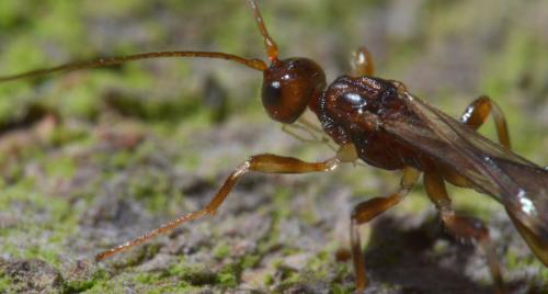 Doryctinae