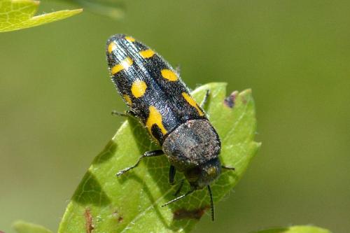 Réf. 103 205 : Ptosima undecimmaculata