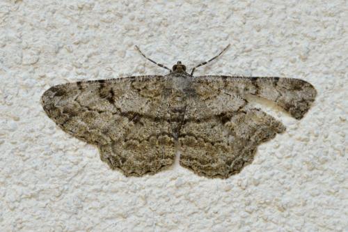 Peribatodes rhomboidaria