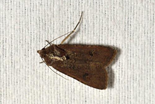 Réf. 103 406 : Peridroma saucia