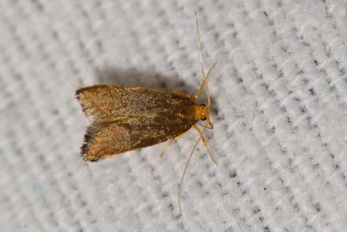 Réf. 103 408 : Eurodachtha pallicornella