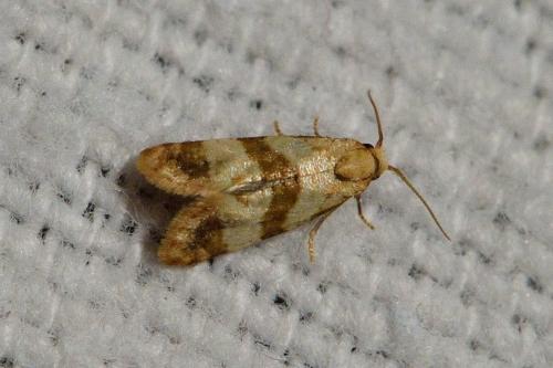 Réf. 103 660 : Phalonidia contractana
